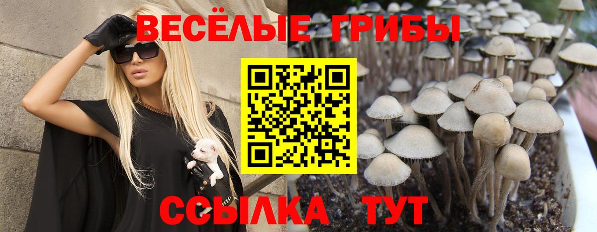Луга  Псилоцибиновые грибы прущие грибы  Вход с VPN 